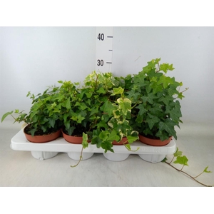 Hedera helix   ...mix 3