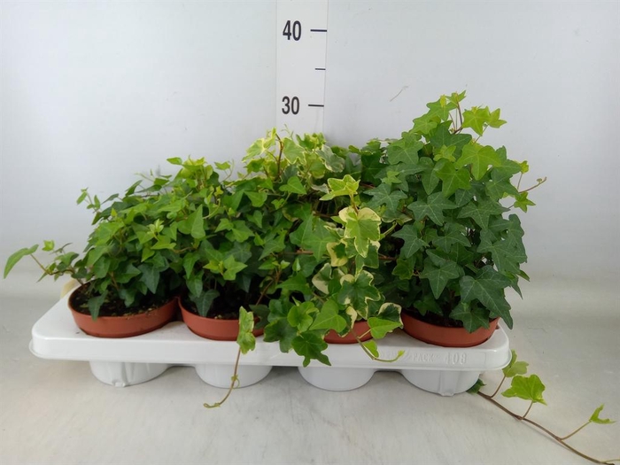 <h4>Hedera helix   ...mix 3</h4>