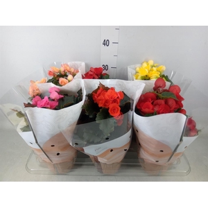 Begonia elat. DU   ...mix