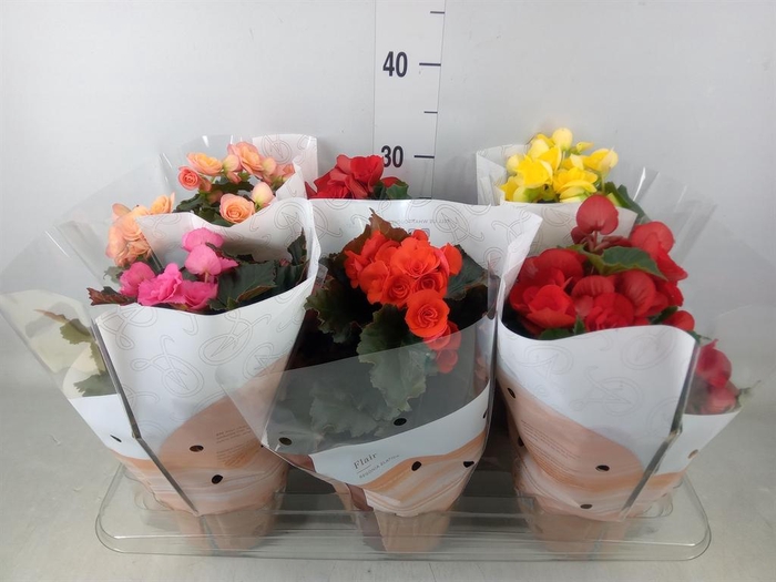 <h4>Begonia elat. DU   ...mix</h4>