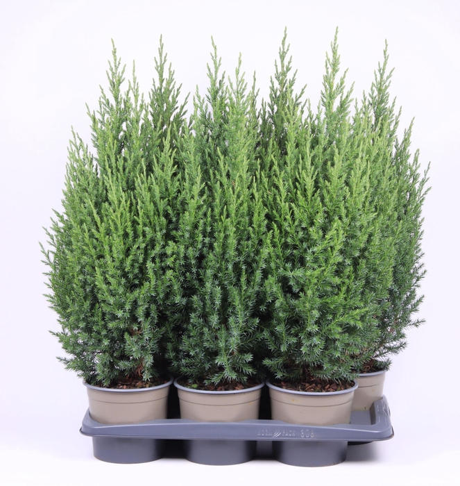 <h4>Juniperus chinensis Stricta</h4>