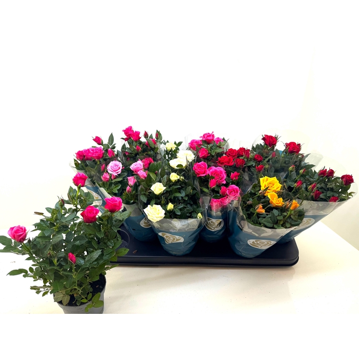 <h4>RO STAR ROSES GEM</h4>