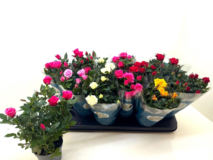 RO STAR ROSES GEM