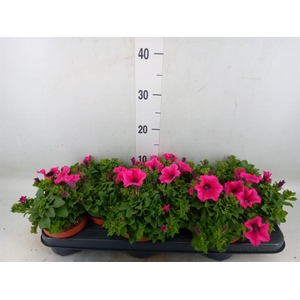 Petunia  'Surfinia Hot Pink'