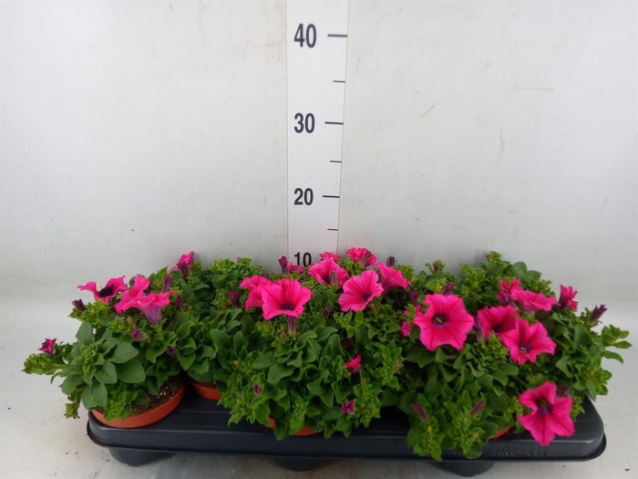 <h4>Petunia  'Surfinia Hot Pink'</h4>