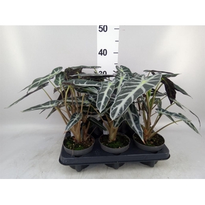 Alocasia  'Bambino Arrow'