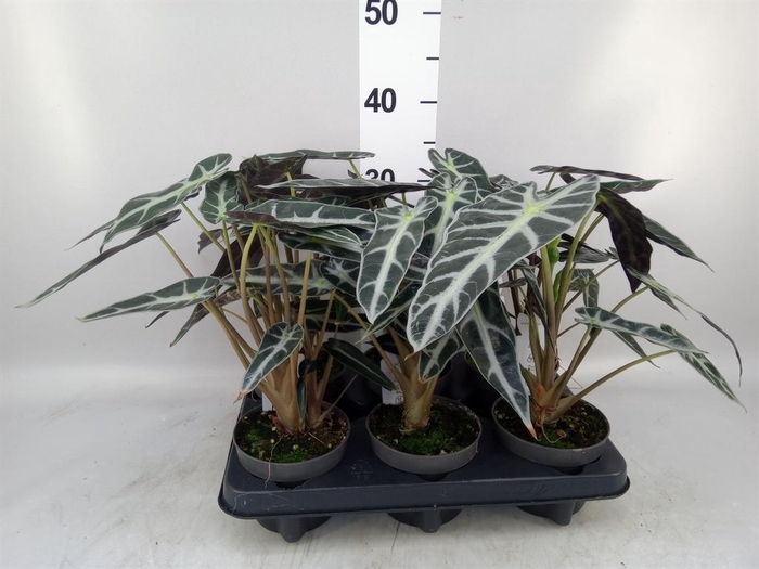 <h4>Alocasia 'Bambino Arrow'</h4>