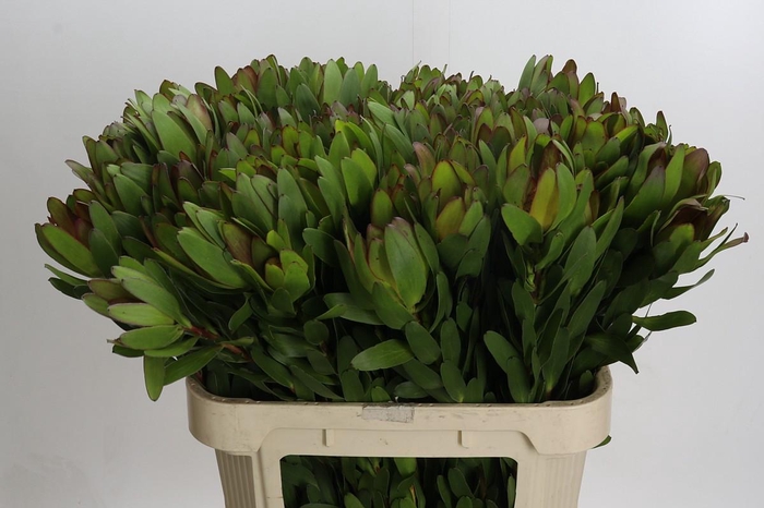 <h4>Leucadendron Goldstrike</h4>