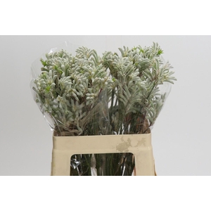 Kangaroo Paw Bush Diamond