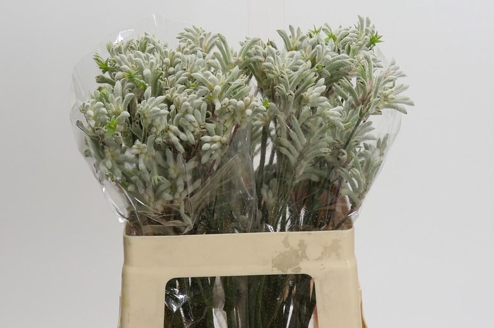 <h4>Kangaroo Paw Bush Diamond</h4>