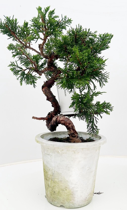 <h4>Juniperus chinensis, 13 cm, in white trainingpot</h4>
