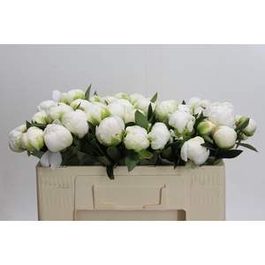 Paeonia Madame Claude Tain