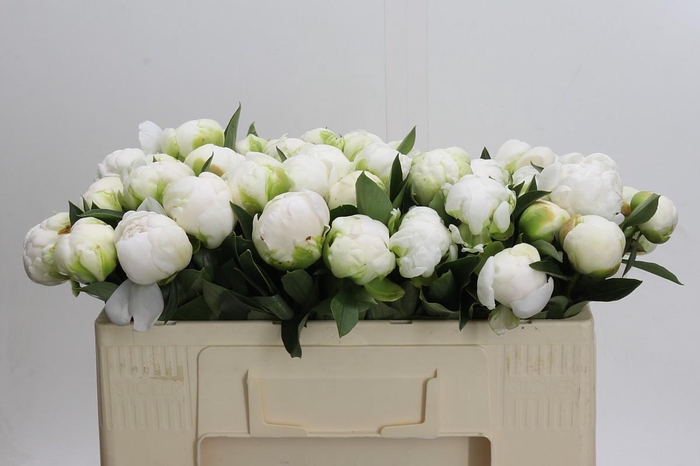 <h4>Paeonia Madame Claude Tain</h4>