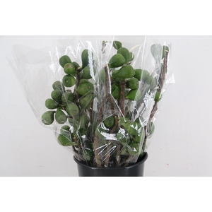 FICHI 1000GR
