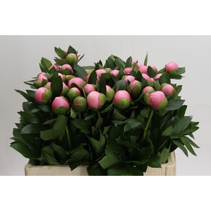 Paeonia (Herb. Hybrid Grp) 'Etched Salmon'