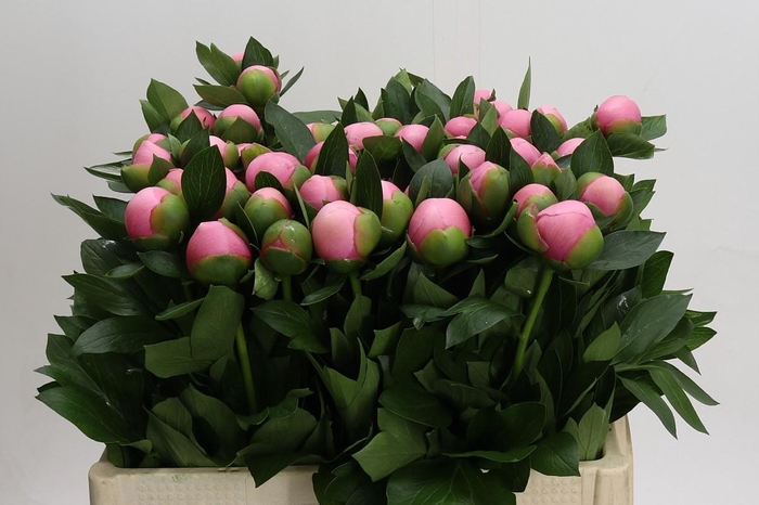 <h4>Paeonia (Herb. Hybrid Grp) 'Etched Salmon'</h4>