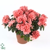 Rhododendron simsii Thesla 14Ø 32cm 32Ø