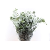 Euca Cinerea 300 Gram Extra It