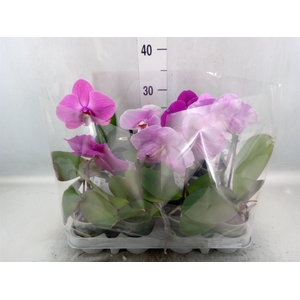 Phalaenopsis   ...mix