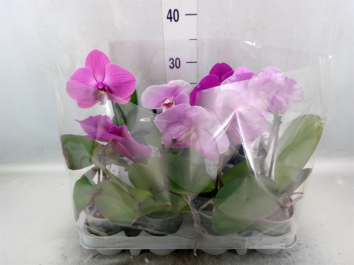 <h4>Phalaenopsis   ...mix</h4>