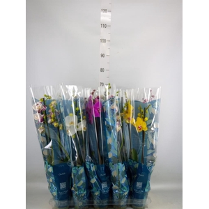 Phalaenopsis   ...mix  5