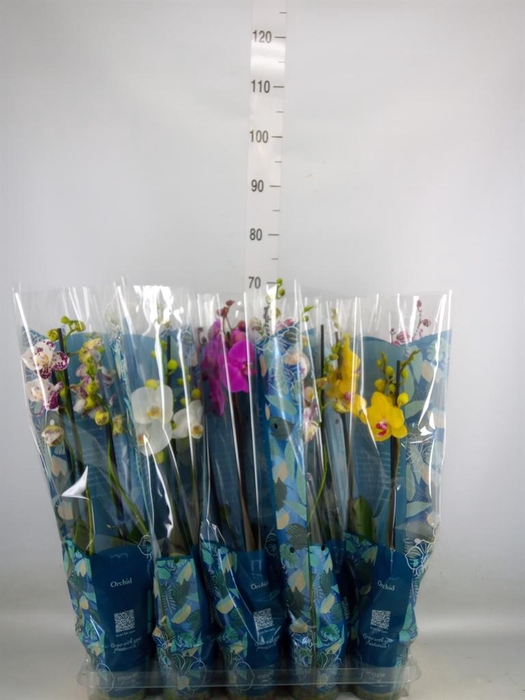 <h4>Phalaenopsis   ...mix  5</h4>