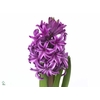 Hyacinthus orie. 'Purple Sensation'