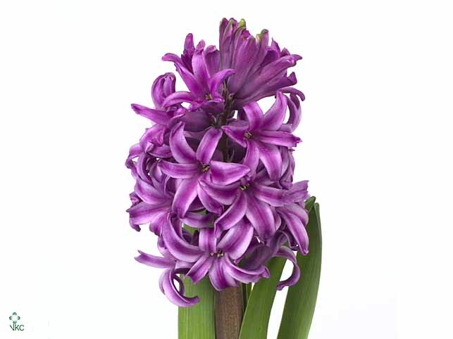 Hyacinthus orie. 'Purple Sensation'