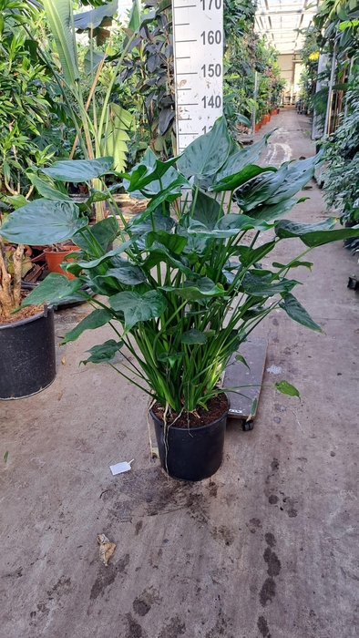 <h4>Alocasia Cucullata XXL</h4>