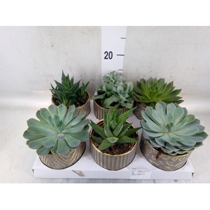 Succulents   ...