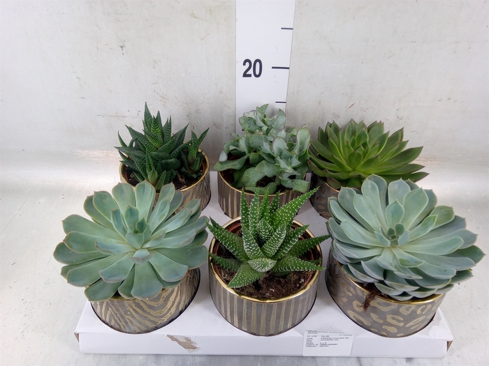 <h4>Succulents   ...</h4>