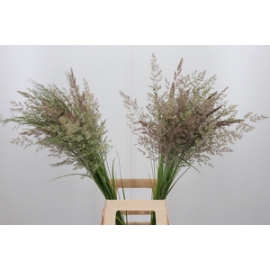 Calamagrostis Brachy