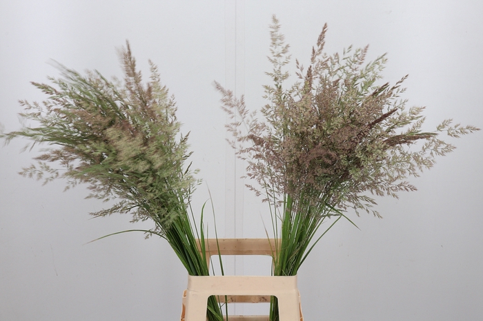 <h4>Calamagrostis Brachy</h4>
