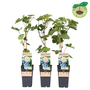 Vitis vinifera 'Regent', P15