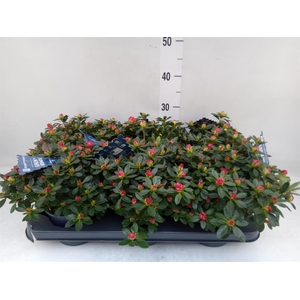 Rhododendron sim. 'Yankadi Scarlat'