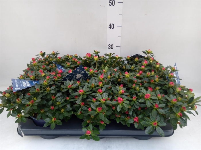 <h4>Rhododendron sim. 'Yankadi Scarlat'</h4>