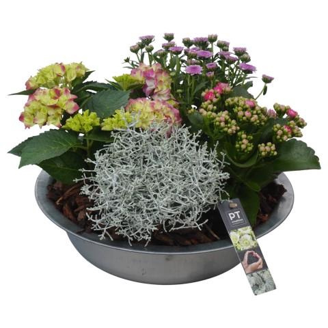 <h4>PTSO6018 Arrangementen Tuinplanten</h4>