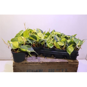 arr8 Phil Scandens Brasil