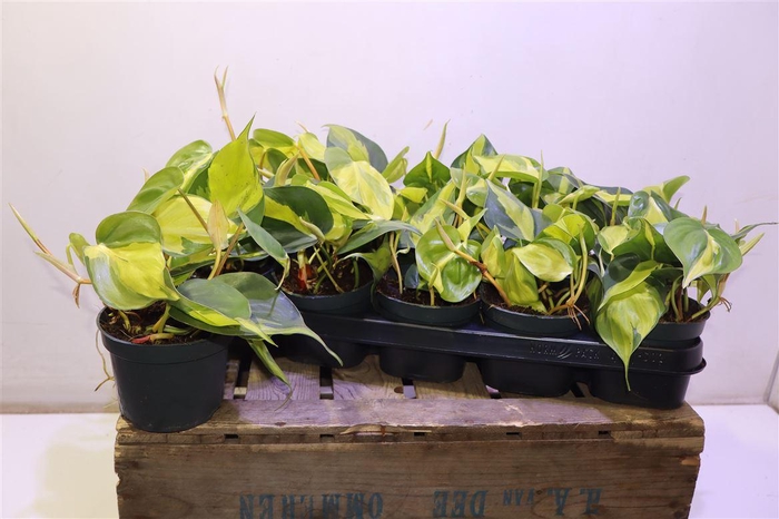 <h4>Phil Scandens Brasil</h4>