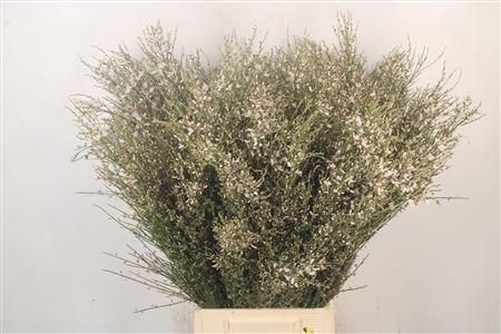 <h4>Ginster White Per Bunch</h4>
