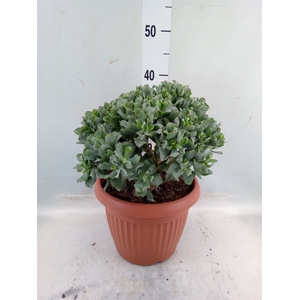 Crassula arborescens subsp. undilat