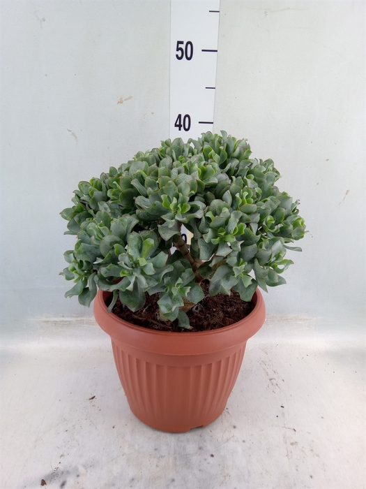 <h4>Crassula arborescens subsp. undilat</h4>