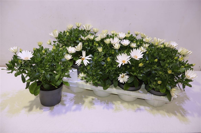 <h4>Osteo Ma Cream</h4>