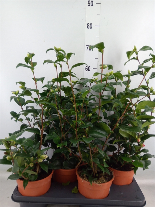 <h4>Camellia japonica</h4>