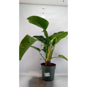 Philodendron  'Green Beauty'