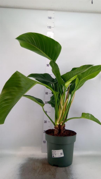 <h4>Philodendron  'Green Beauty'</h4>