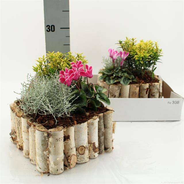 <h4>ARR TUINPLANTEN</h4>