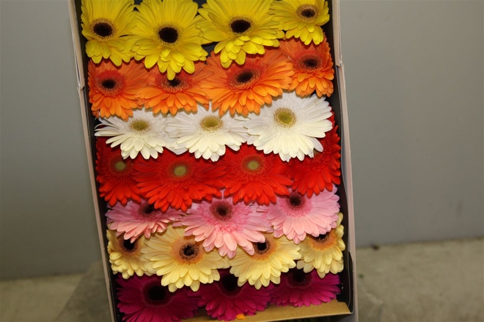 <h4>GE GR GERBERA OP RIJ DOOS</h4>