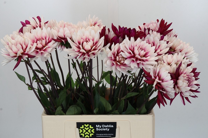 Dahlia Rebecca's World