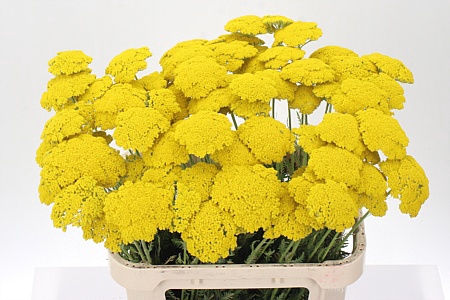 <h4>Achil F Park Variety</h4>